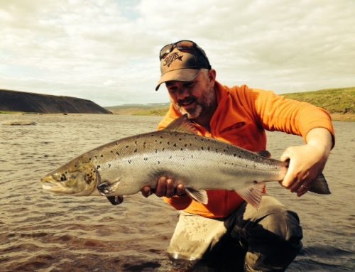 Vorlax úr Miðfirði